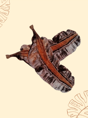 Tetrapleura tetraptera, Uhio, Aridan, Aidan