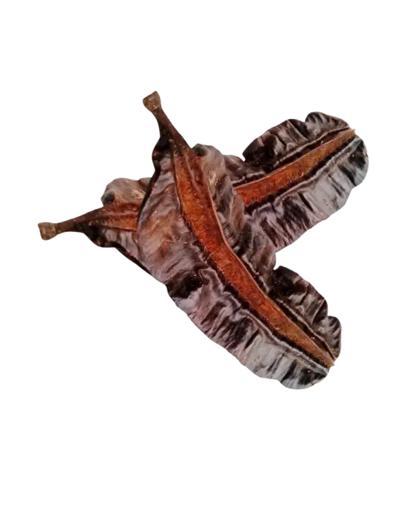 Tetrapleura tetraptera